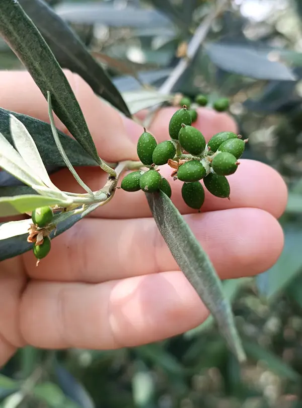 Tiny olives growing on an olive tree, gently held by a hand.