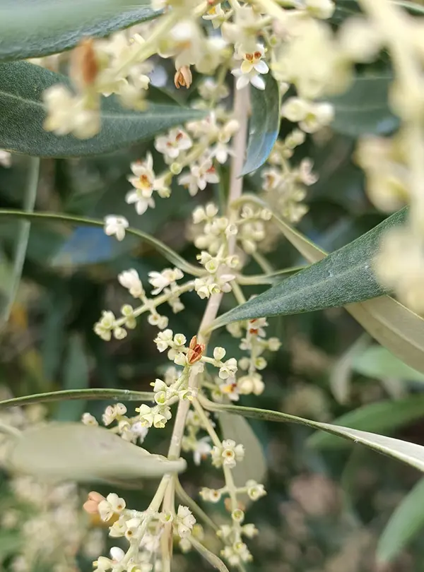 Tiny light yellow flowers growing on an olive tree.